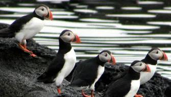 Puffin Watching from Reykjavik