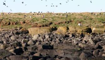 Puffin Watching from Reykjavik Puffin Watching from Reykjavik