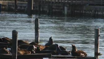 Golden Gate Bay Sightseeing Cruise