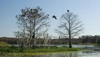 Boggy Creek One Hour Scenic Nature Airboat Ride Boggy Creek One Hour Scenic Nature Airboat Ride