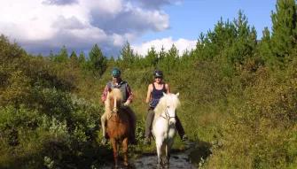 The Viking Horse and Golden Circle Afternoon
