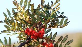 Volcano Hat-trick by SuperJeep Volcano Hat-trick by SuperJeep