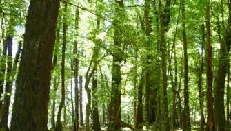 Wakatipu Basin Safari of the Scenes 4WD Tour Wakatipu Basin Safari of the Scenes 4WD Tour