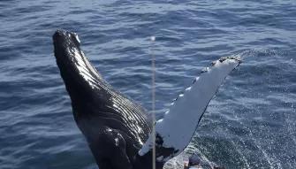 New england aquarium whale watch promo code 2019 hot sale