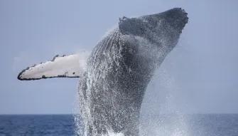 Whale Watching Iceland