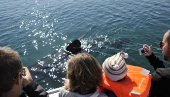 Whale Watching Iceland