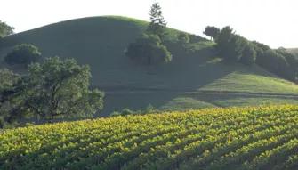 California Wine Country - Half Day Tour to Sonoma from San Francisco  California Wine Country - Half Day Tour to Sonoma from San Francisco