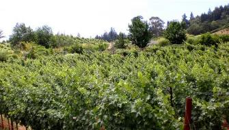 California Wine Country - Half Day Tour to Sonoma from San Francisco 