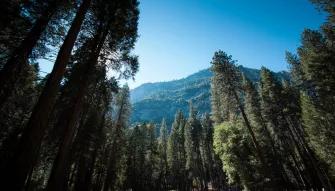 Yosemite National Park in a Day