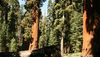 Yosemite National Park in a Day