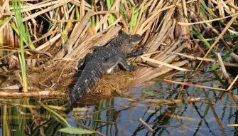 Kennedy Space Center and Airboat Safari Tour