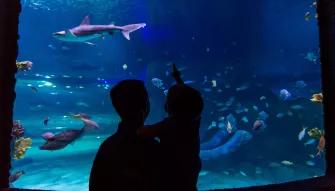 Sea Life Orlando Tickets