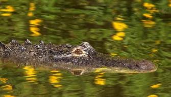 Swimming Alligator at Gatorland in Florida