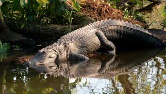 Large sunbathing alligator at Gatorland in Florida Large sunbathing alligator at Gatorland in Florida