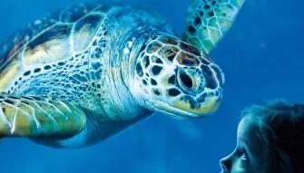 Sea Life Orlando Tickets