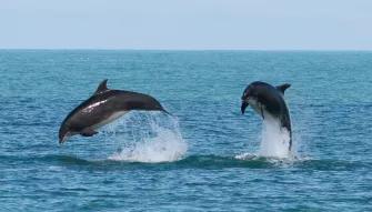 Dolphin Watching for Two - Experience Voucher