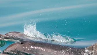 Dolphin Watching for Two - Experience Voucher 