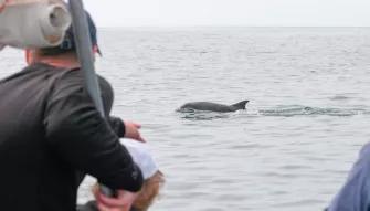 Dolphin Watching for Two - Experience Voucher 
