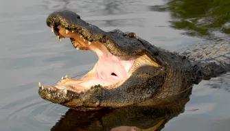Alligator bellow at Gatorland in Florida