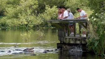 Guestings feeding Alligators at Gatorland in Florida