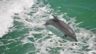 Dolphin Encounter Cruise in Clearwater