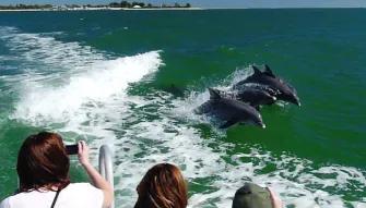 Dolphin Encounter Cruise in Clearwater