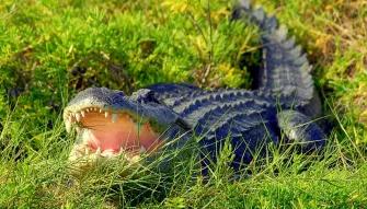 Alligator at Wild Florida Orlando