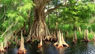 Explore the Central Florida Everglades on the Wild About Florida Tour