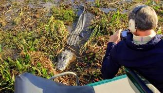 Spottng alligators on an airboat ride at Wild Florida Orlando