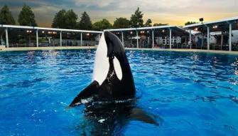 Dine with Killer Whales at SeaWorld Orlando