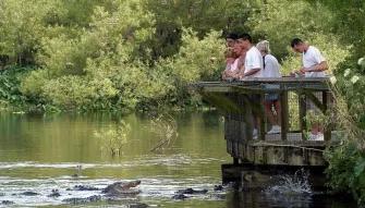 Guests looking into the breeding marsh at Gatorland Orlando
