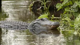 Gator in a swamp at Gatorland Orlando