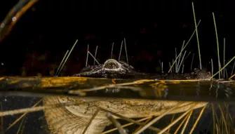 Gator spotted on Orlando Airboat Night Ride