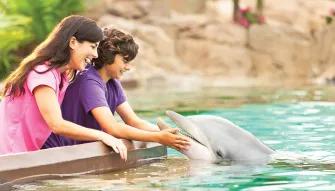 Dolphin Encounter at SeaWorld