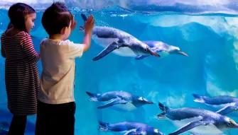 Boy and girl watching penguins at Sea Life London Aquarium.jpg
