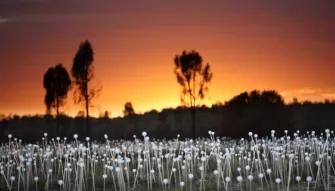 A Night at Field of Lights