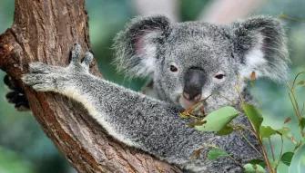Koala Sactuary