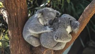 Koala Sactuary