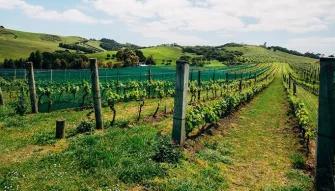 Waiheke Island