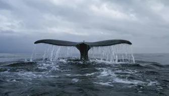 Whale watching Iceland