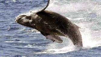 Whale watching Iceland