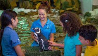 SeaWorld Orlando Penguin Encounter Ticket