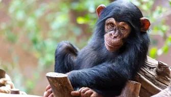 Chimpanzee Baby at Loro Parque