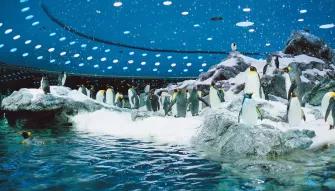 Planet Penguin at Loro Parque