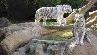 White Tigers at Loro Parque