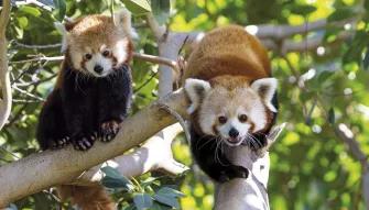 Red Pandas at Loro Parque