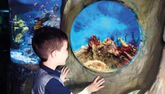 Boy watching the fish at SEA LIFE London Aquarium