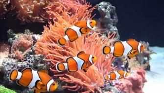 Clownfish at SEA LIFE London Aquarium