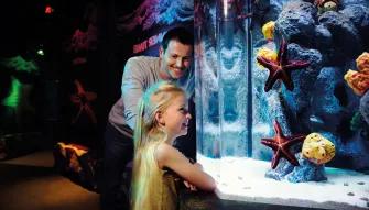 Girl viewing starfish at SEA LIFE London