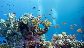 View the UK's largest living coral reef at SEA LIFE London Aquarium